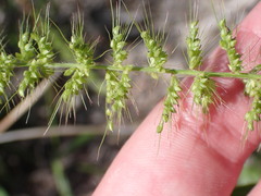 Setaria grisebachii