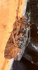 Ctenoplusia oxygramma