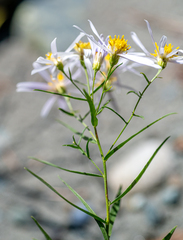 Galatella dahurica