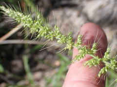 Setaria grisebachii