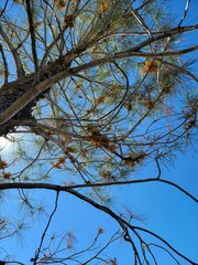 Arceuthobium campylopodum