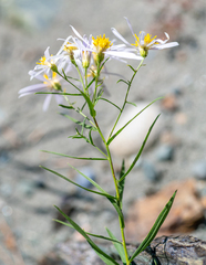 Galatella dahurica