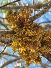 Arceuthobium campylopodum