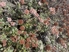 Eriogonum latifolium