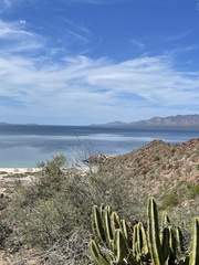 Lophocereus schottii
