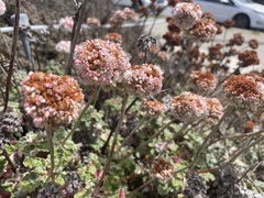 Eriogonum latifolium