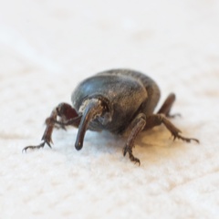 Scyphophorus acupunctatus
