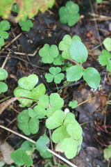Oxalis acetosella