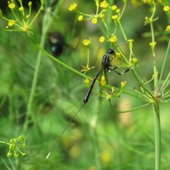 Gasteruption jaculator