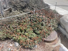 Eriogonum latifolium
