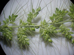 Setaria grisebachii