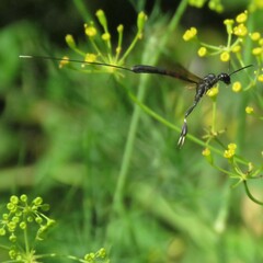 Gasteruption jaculator