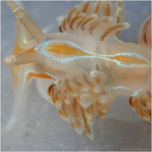Opalescent Nudibranch
