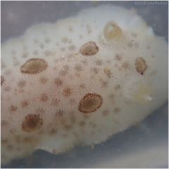 Diaulula sandiegensis
