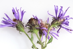 Canadanthus modestus