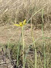 Moraea pallida