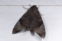 Acosmeryx pseudonaga