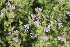 Scaevola parvibarbata
