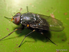 Calliphoroides antennatis
