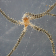 Amphipholis squamata