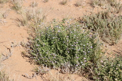 Scaevola parvibarbata