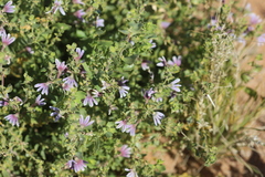 Scaevola parvibarbata