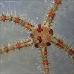 Ophiothrix spiculata