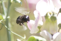 Xylocopa californica