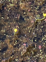 Utricularia
