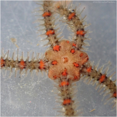 Ophiothrix spiculata