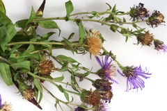 Canadanthus modestus