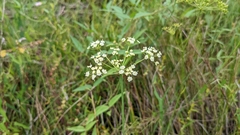 Oenantheae