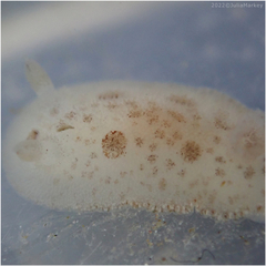 Diaulula sandiegensis