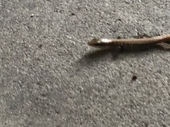 Elgaria multicarinata