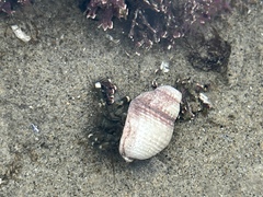 Pagurus hirsutiusculus