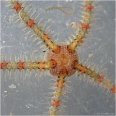 Ophiothrix spiculata