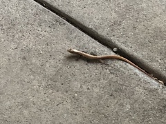 Elgaria multicarinata