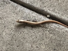 Elgaria multicarinata