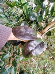 Hoya australis australis