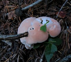 Hydnellum peckii