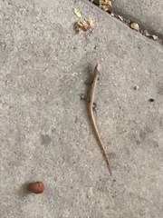 Elgaria multicarinata