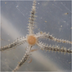 Amphipholis squamata