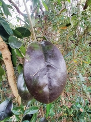 Hoya australis australis
