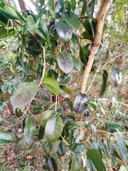 Hoya australis australis