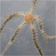 Amphipholis squamata