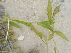 Potamogeton lucens