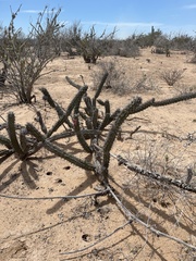 Stenocereus gummosus