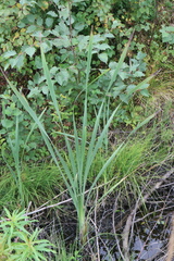 Typha latifolia
