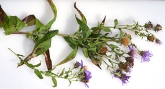 Canadanthus modestus