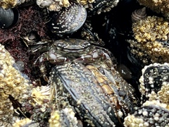 Pachygrapsus crassipes